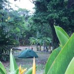 Camping-In-Daintree