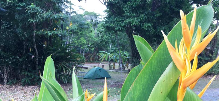 Camping-In-Daintree