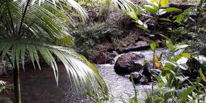 Shady-Swimming-Hole-in-Rain-Forest-Stream