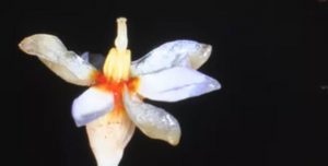 Geosirus Discovered in the Daintree Rainforest