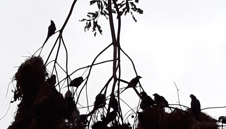 Birding in the Daintree Rainforest