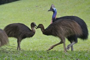 Cassowary Family