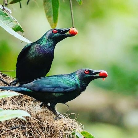 Metallic Starlings Festival in the Daintree