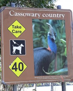 Cassowaries near the ferry to Daintree Rainforest