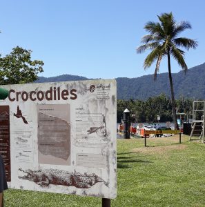 Crocodiles in the Daintree River near the Ferry