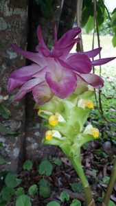 Lillies abound after rainfall in the Daintree