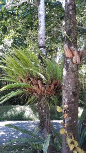 Basket Ferns need rainfall to flourish