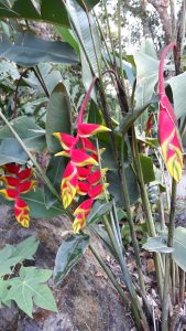 January rain in the Daintree Rainforest brings color to the gardens