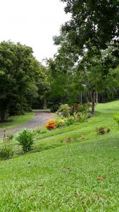 Greenseason camping in the Daintree rainforest