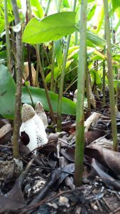 Wet Daintree rainrest- mushrooms sprouting everywhere