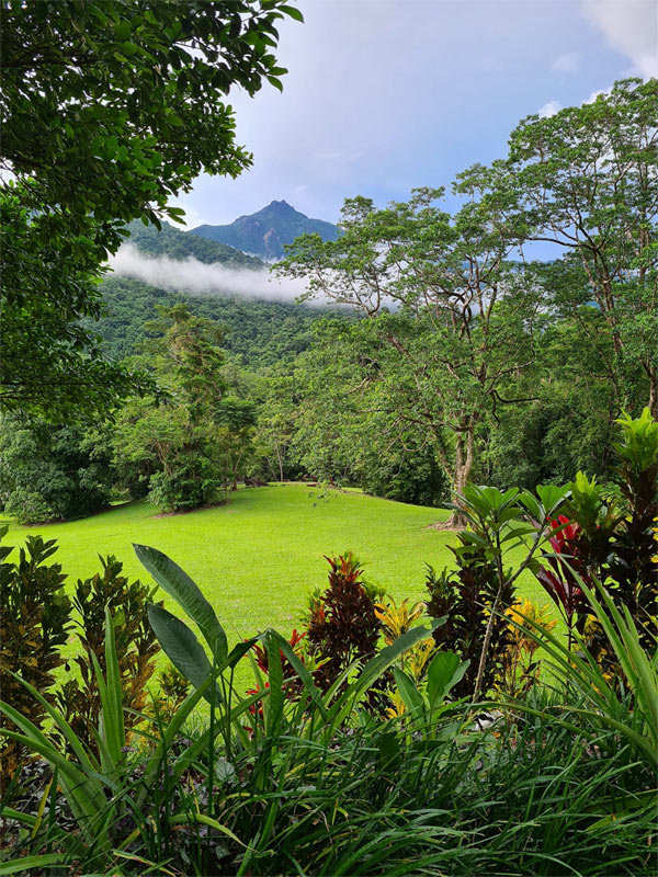 Daintree Campground
