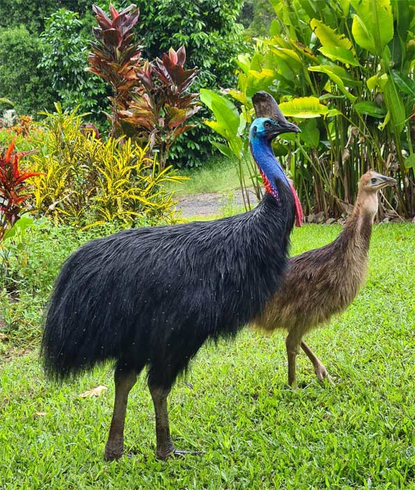 Daintree Cassowaries - Rainforest Camp Ground